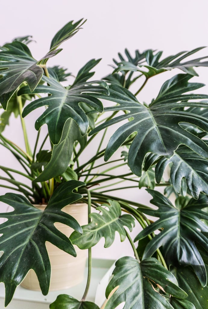 Philodendron plant