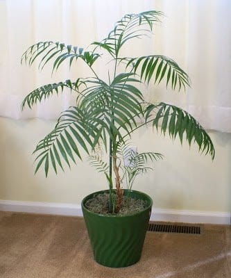 Parlor Palm plant