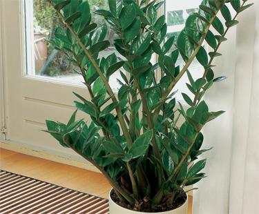 ZZ plant