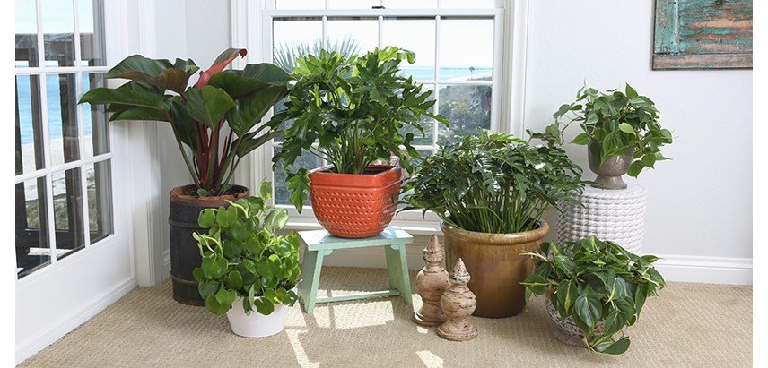 Indoor Air Cleaning Plants For A Winter Home