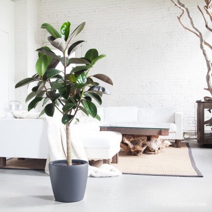 Rubber plant